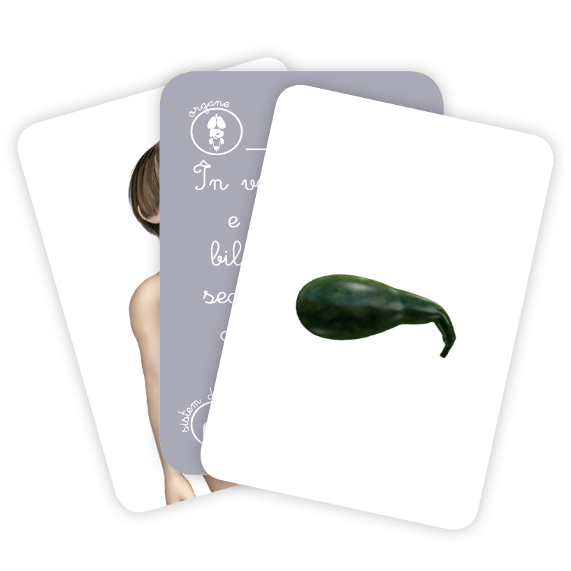 Gama carti de joc Montessori 2 ani+ Corpul uman