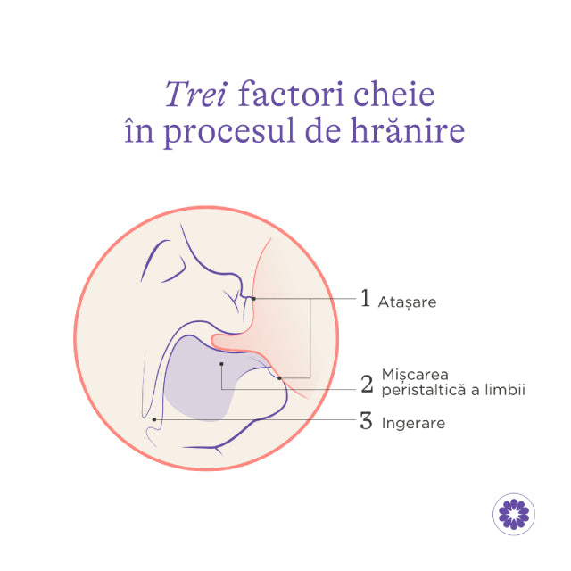Lansinoh pachet Starter biberoane cu tetina NaturalWave 160 ml + 240 ml 0m+