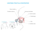 Nosiboo aspirator nazal electric Nosiboo Pro 0m+ Vernil