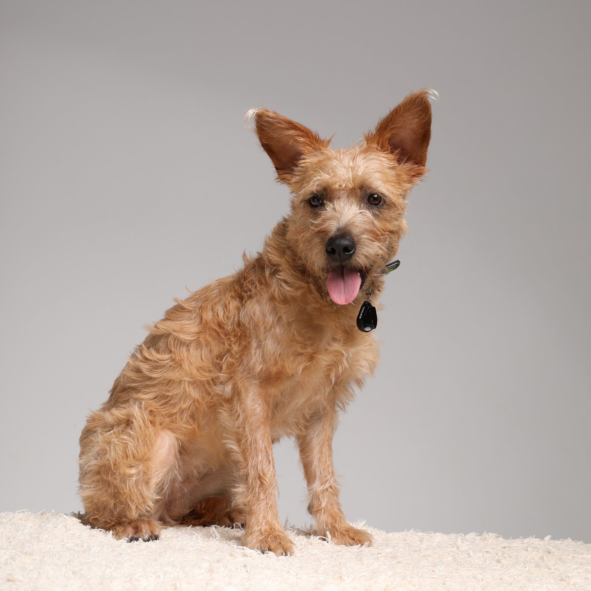 Tickless dispozitiv anti-capuse ultrasonic Pet for all size Bej
