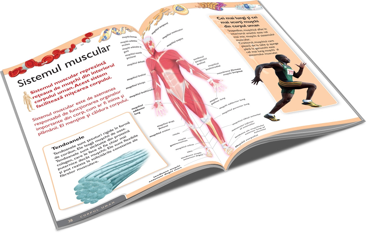 Unicart carte Enciclopedia corpului uman 6 ani+ Imagine secundară a produsului